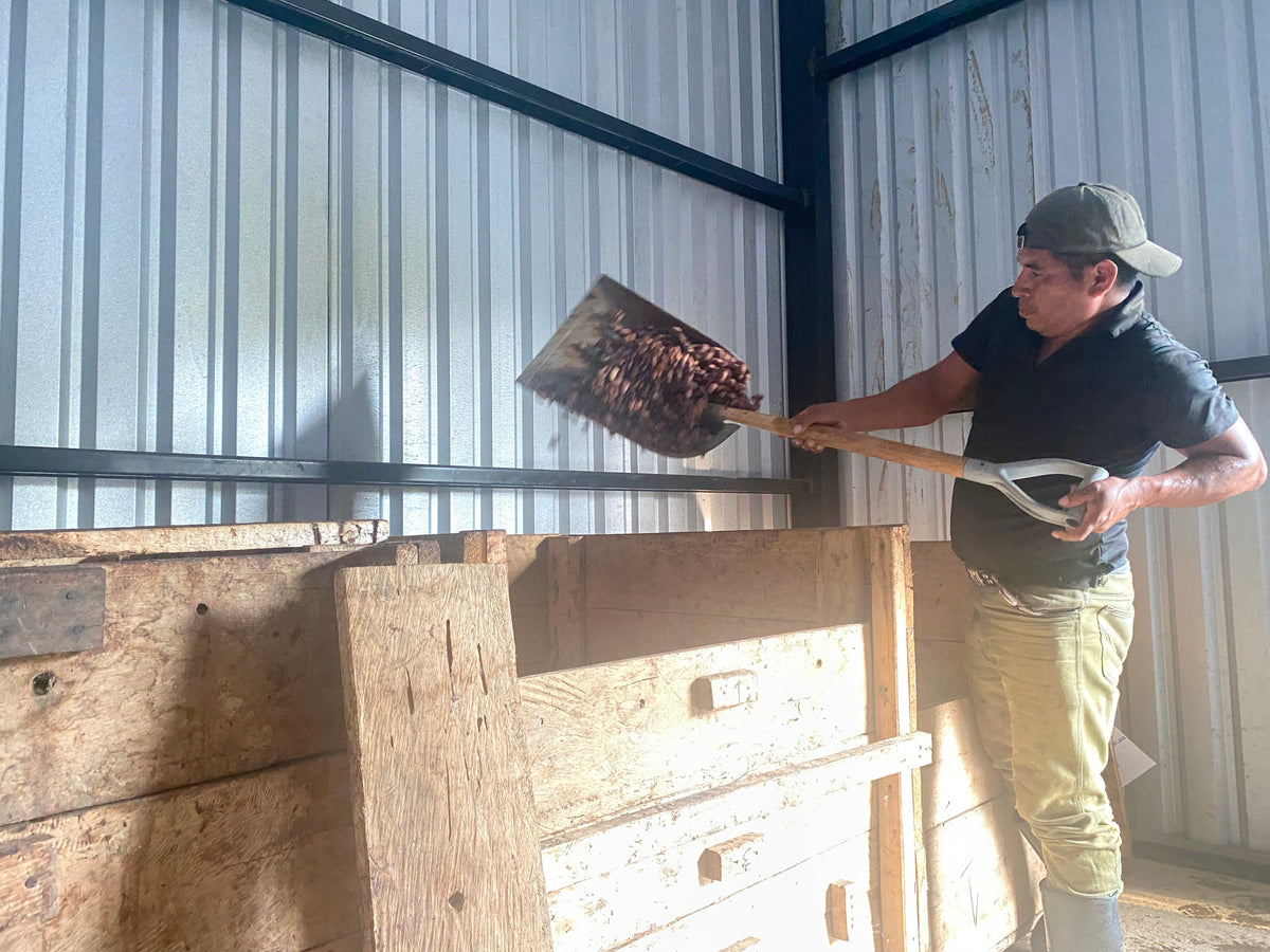 Noel con la pala delante de los cajones de fermentación, Acopio Cahabón