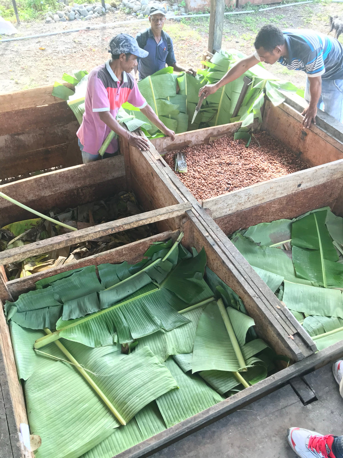 Hojas de plátano sobre los cajones de fermentación en Ransiki