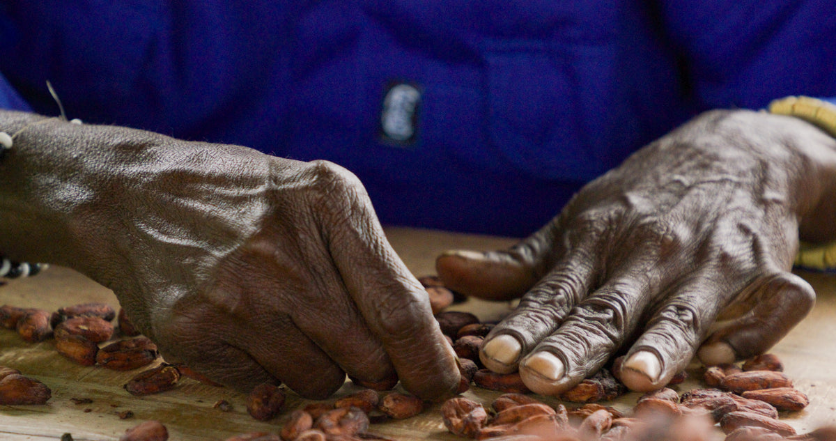 Manos seleccionando granos de cacao en Ransiki