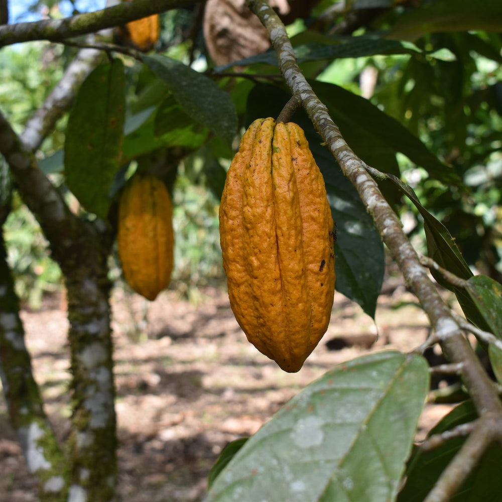 Cabosse Nacional dans la chakra kichwa
