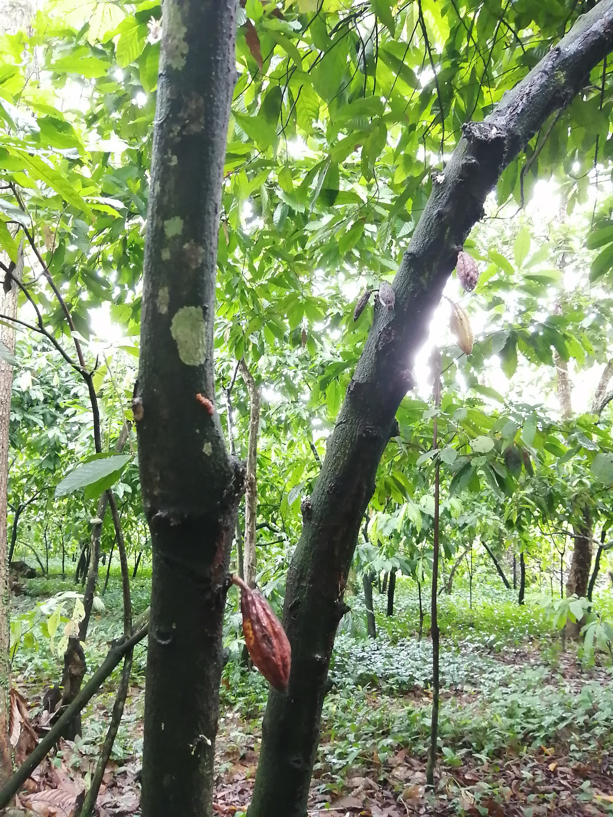 Mazorca roja en un tronco en el sotobosque de Tabasco
