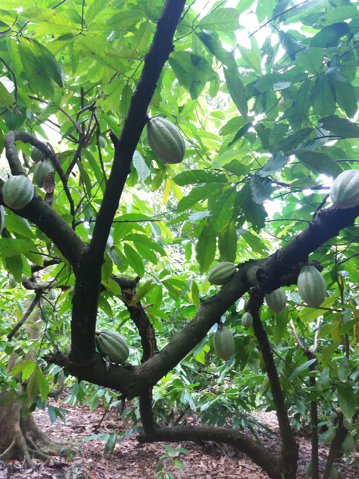 Tronco de cacaotero cargado de mazorcas verdes, Tabasco