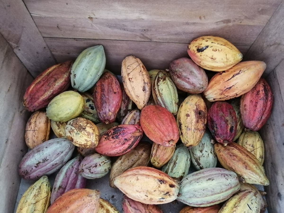 Mazorcas de colores y formas variados reunidas en un cajón, Tabasco