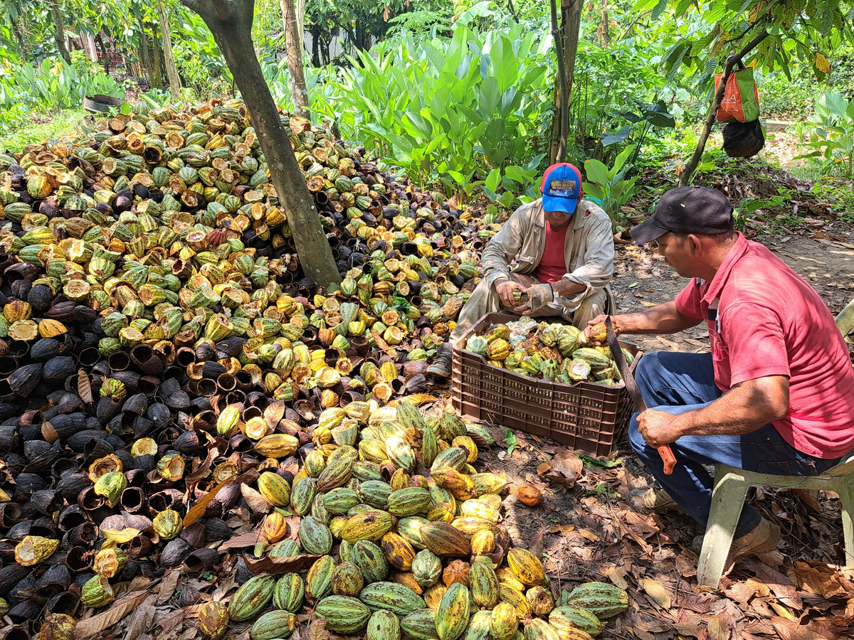 Apertura de mazorcas al pie de los cacaoteros en una parcela de Tabasco