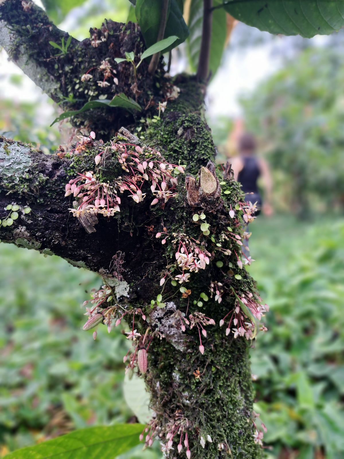 Flores de cacaotero en un tronco cubierto de musgo, Tabasco