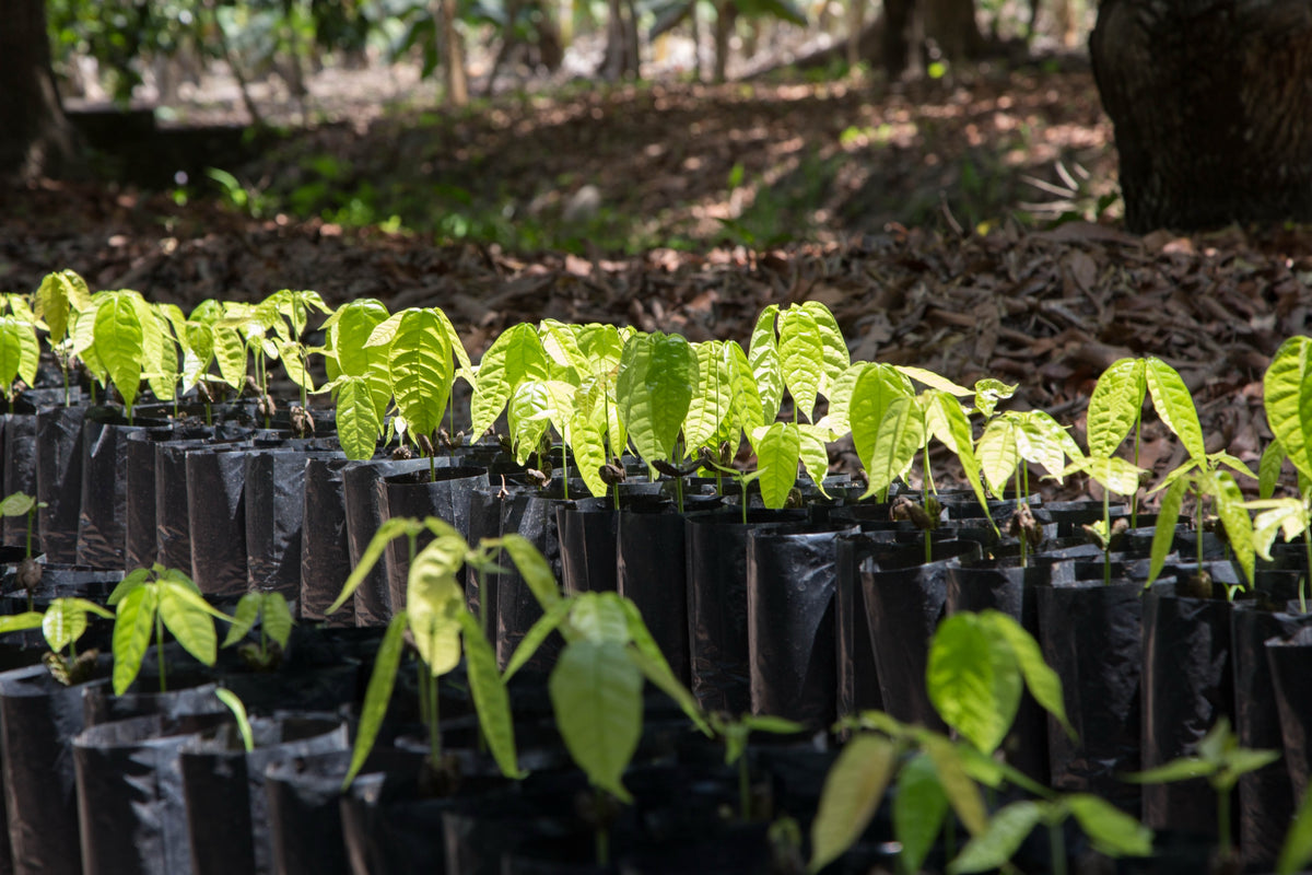 Cacaoteros jóvenes en vivero bajo los árboles, Tabasco