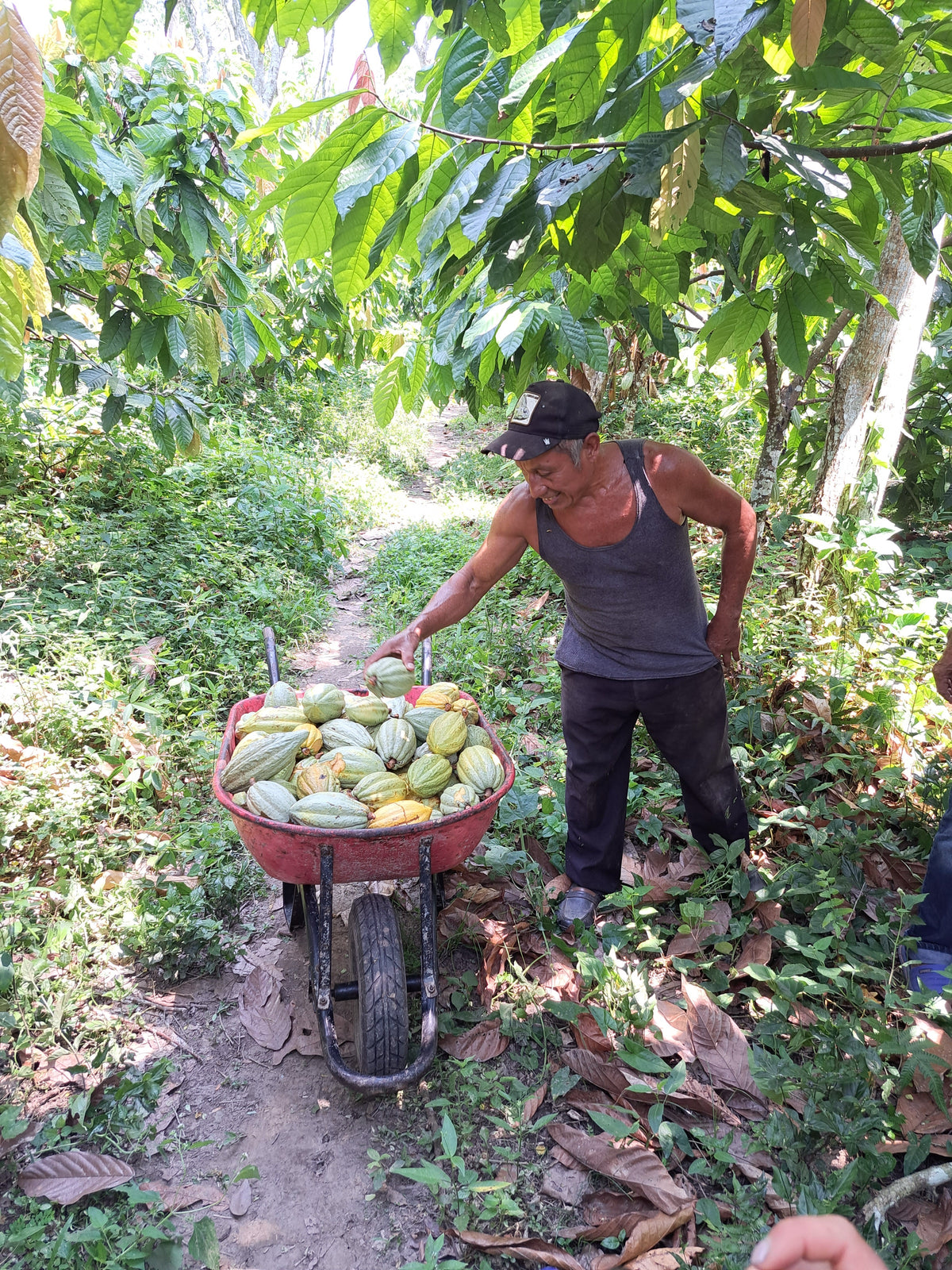 Mazorcas cosechadas transportadas en carretilla por el cacaotal
