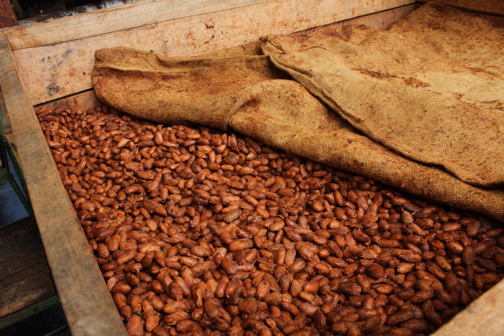 NUGU NICARAGUA - MOOJO