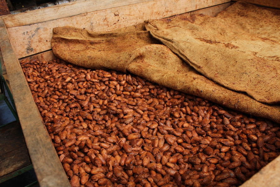 Nicaragua · Nugu · Cacao cérémoniel