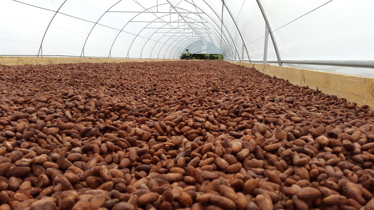 Séchage du cacao sous tunnel, Pimentel