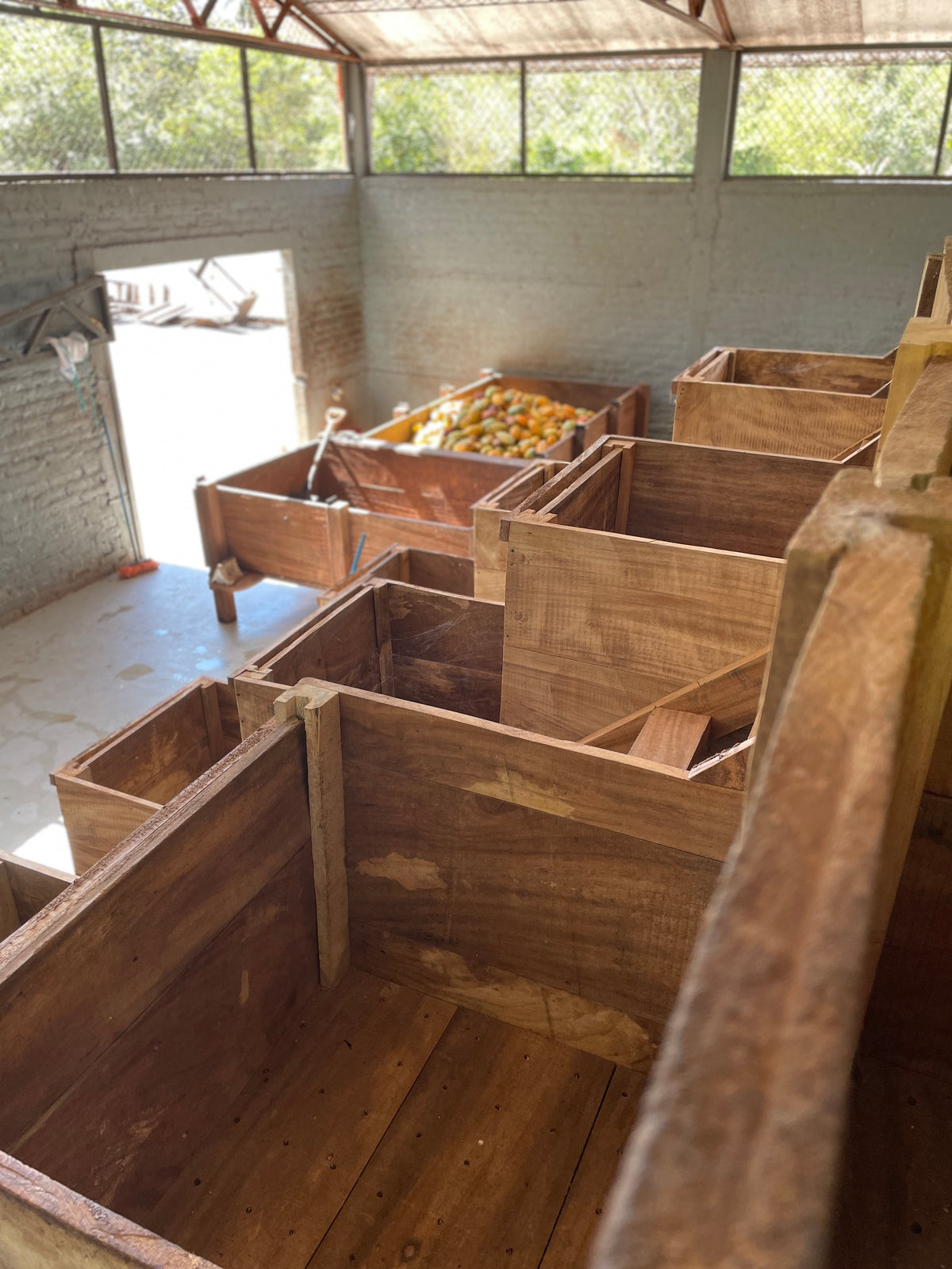Cubas de fermentación de madera y mazorcas frescas, Hacienda La Carrera