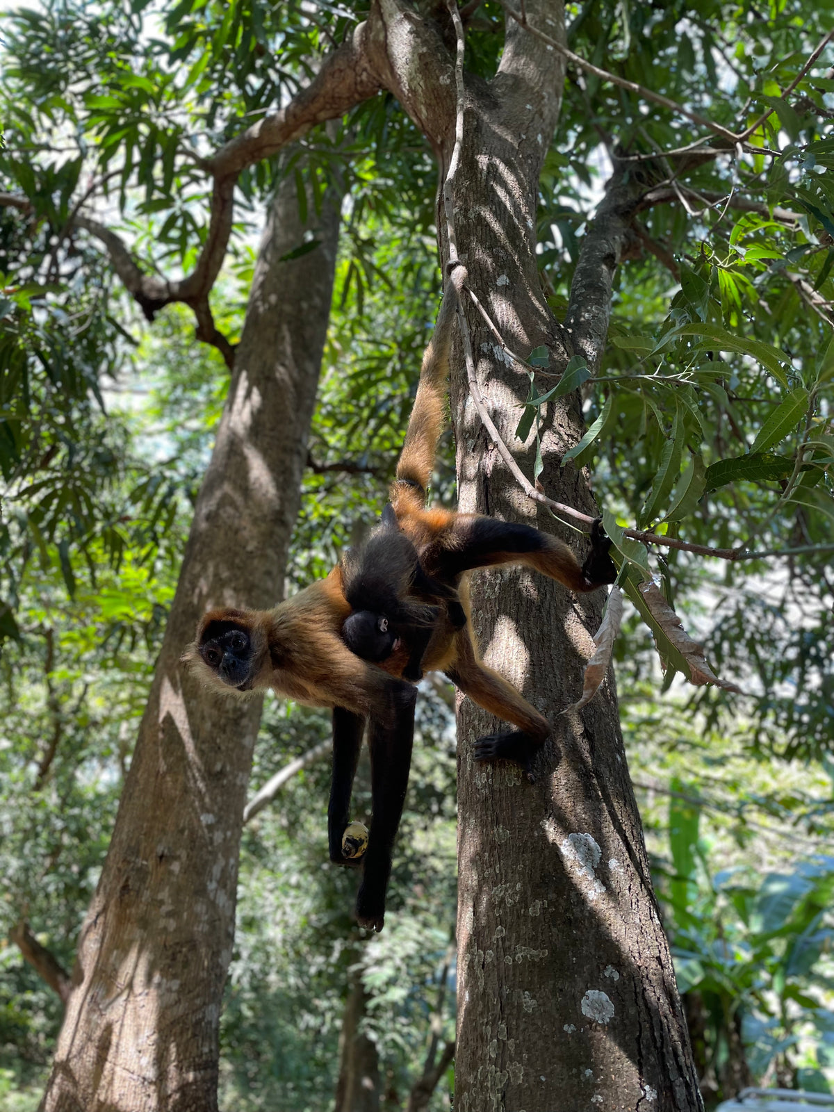 Mono araña con su cría en los árboles de la hacienda