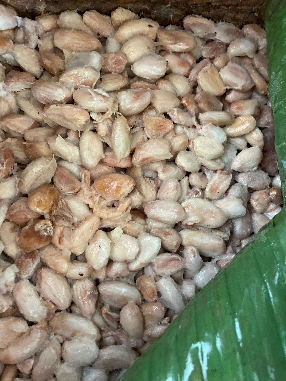 Granos de cacao aún en su pulpa bajo hoja de plátano, cuba de fermentación