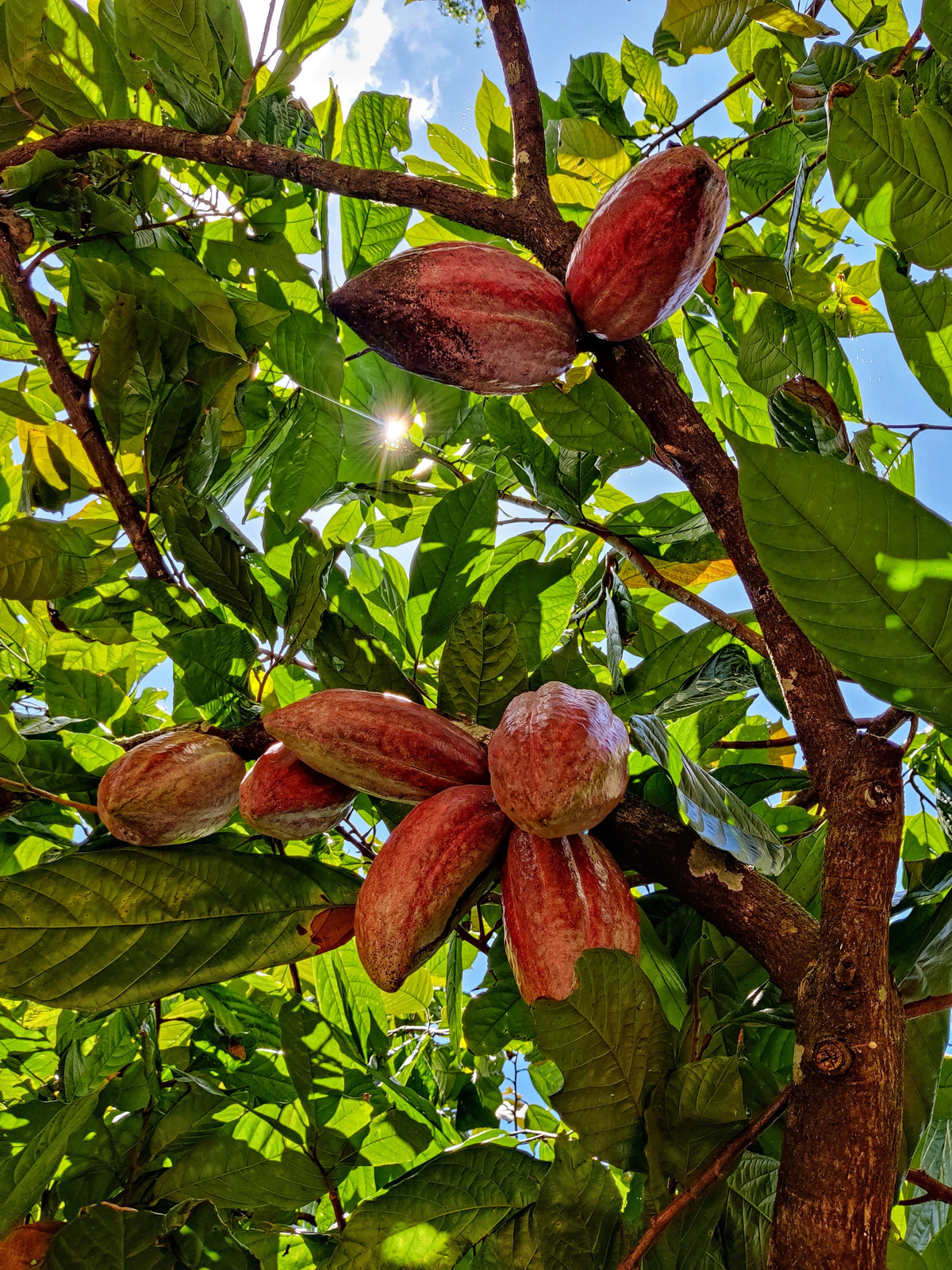 Contre-plongée dans un cacaoyer, cabosses rouges et rosées, Reserva Zorzal