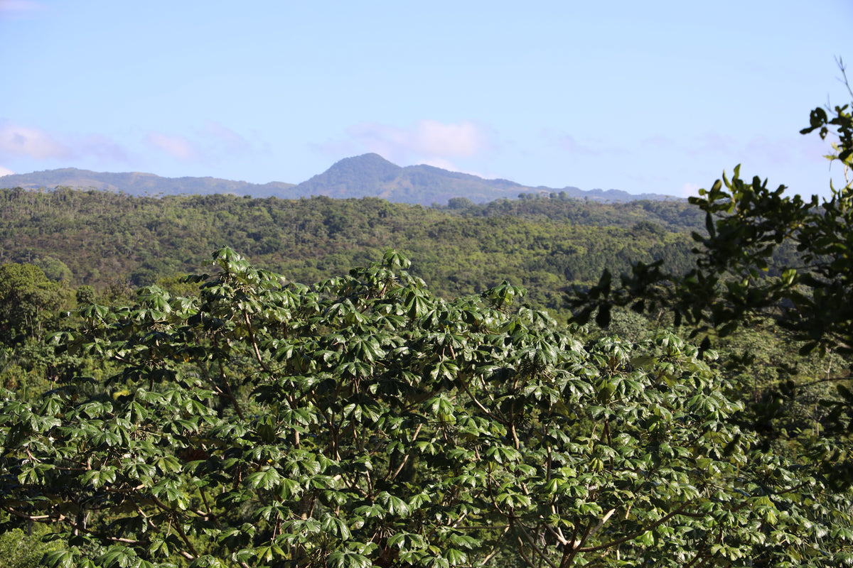Collines boisées jusqu'à la crête, Reserva Zorzal, Cordillera Septentrional
