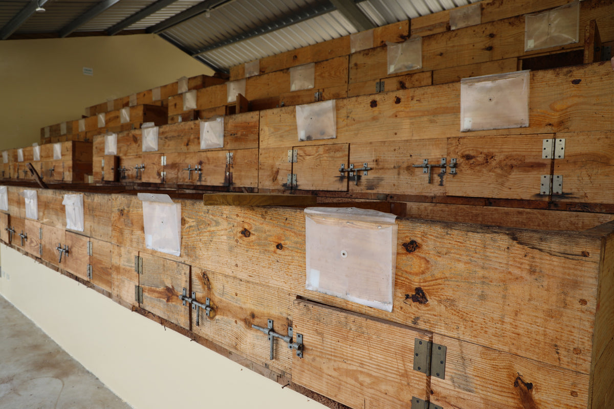Batterie de caisses de bois en gradins, fermentorium, Reserva Zorzal