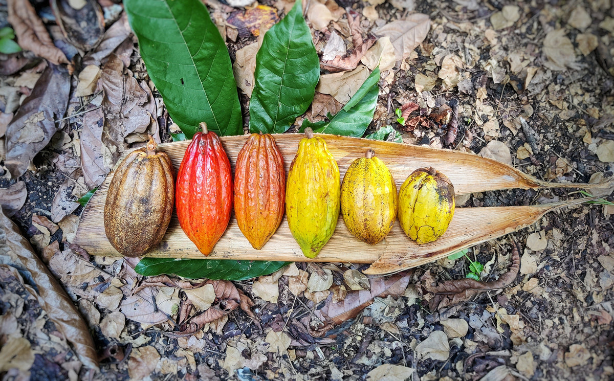 Six cabosses alignées sur une spathe de palmier, Reserva Zorzal